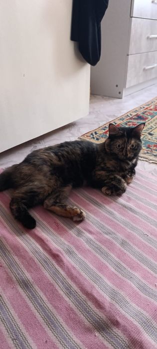 Кошка. Отдам бесплатно.
