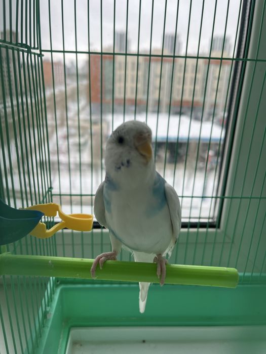 Продам попугая с клеткой