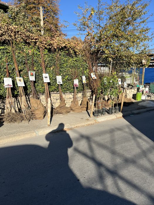 Овощен Разсадник Радослав Чотров "фитосанитарен сертификат " !