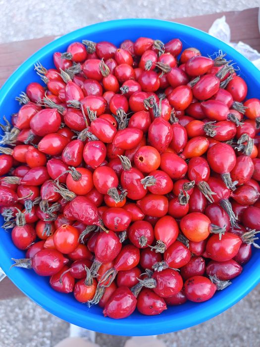 Продам свежесобраный шиповник