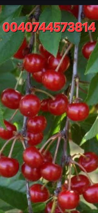 Firma autorizata Livram;Plantam Nuci Chandler Carpatica.Visin.Cires