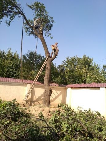 Садовник богбон услуги