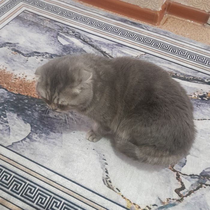 Бесплатно кошка шотланд