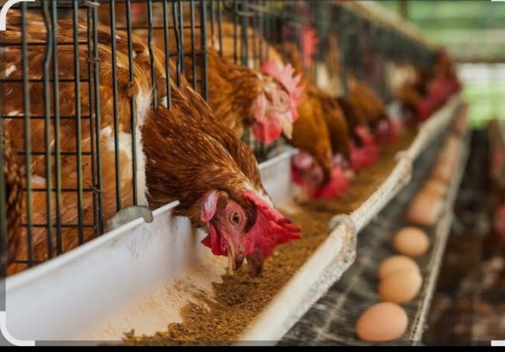 Товук уйлари сотилади