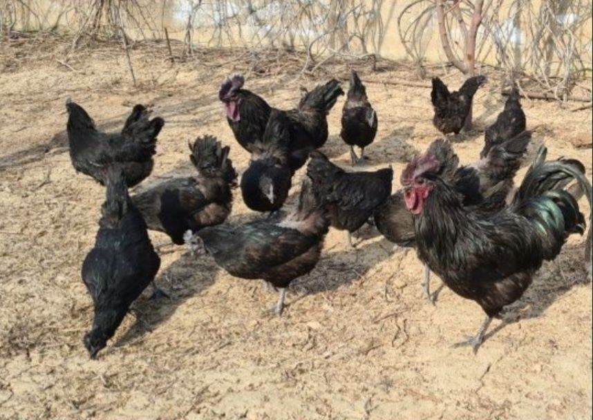 Продам кур породы ухейилюй