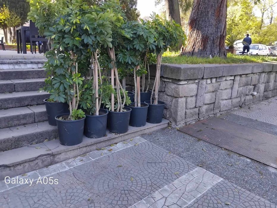 Продавам Шефлера / Schefflera 10 годишна, 170 см. височина, 10 броя