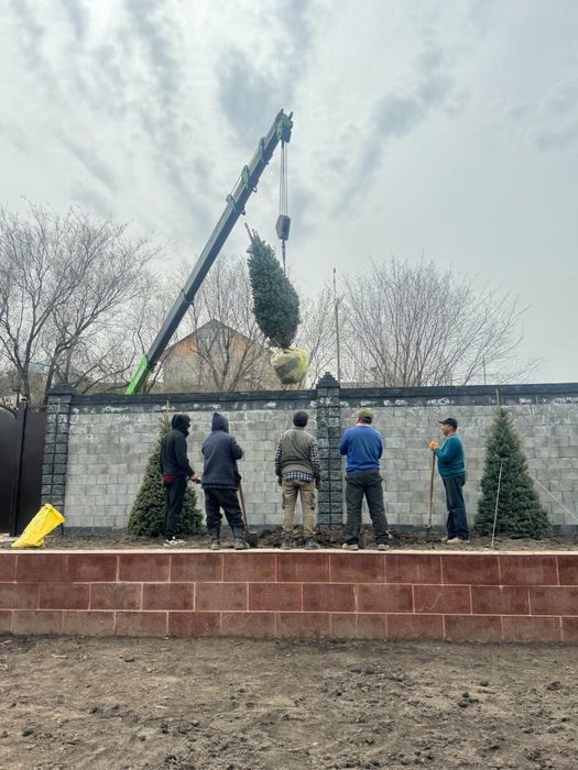 Пересадка деревьев