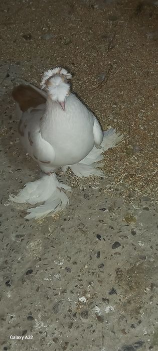 двух чубий кафтар  сотилади пара сотилади