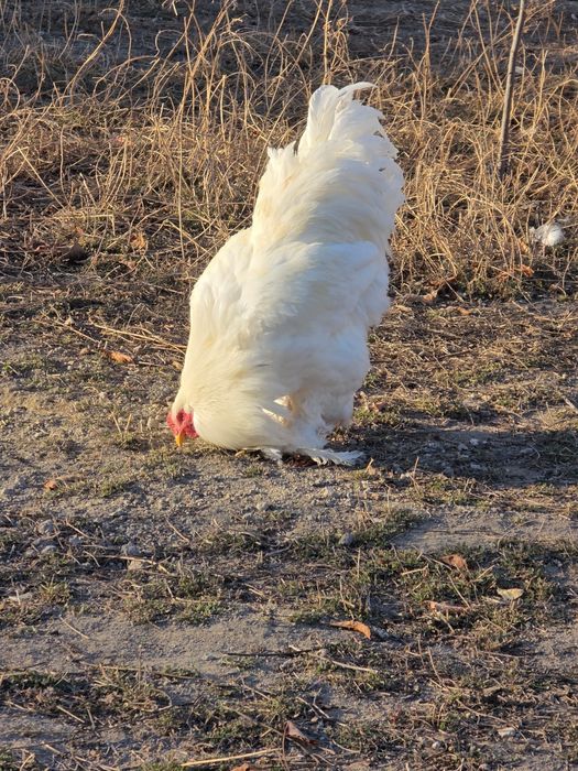 Брама белый гигант хурозла сотилади