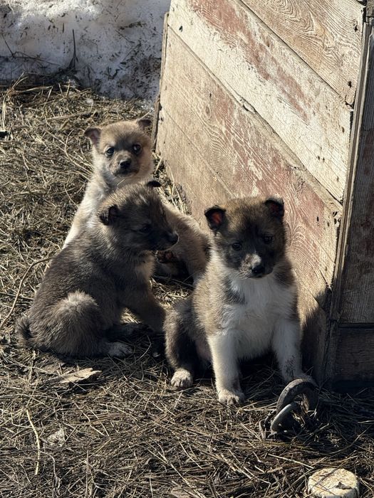 Щенки лайки зсл