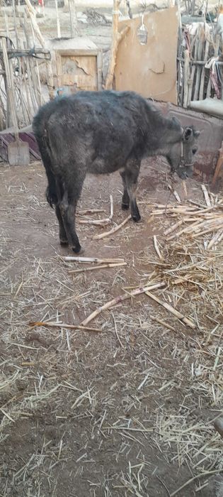 Баспақлар сатылады