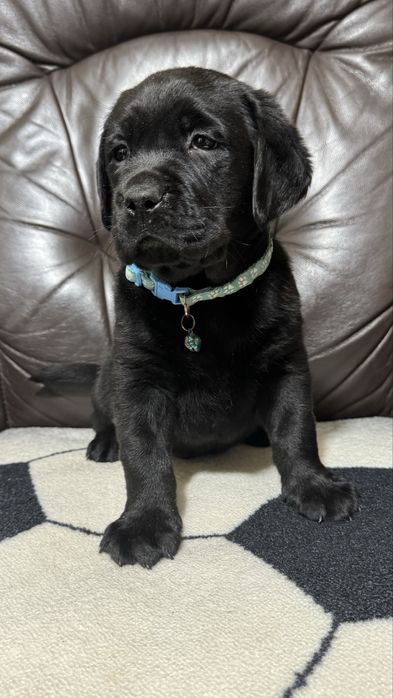 Pui Labrador Retriever