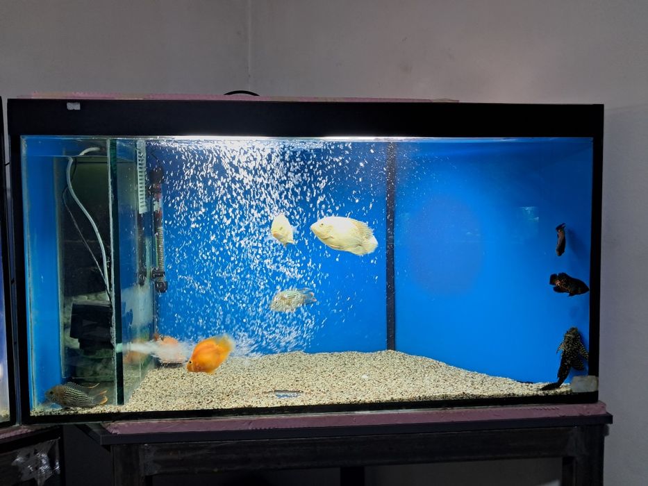 Akvarium barcha jihozlari va baliqlari bilan sotiladi.