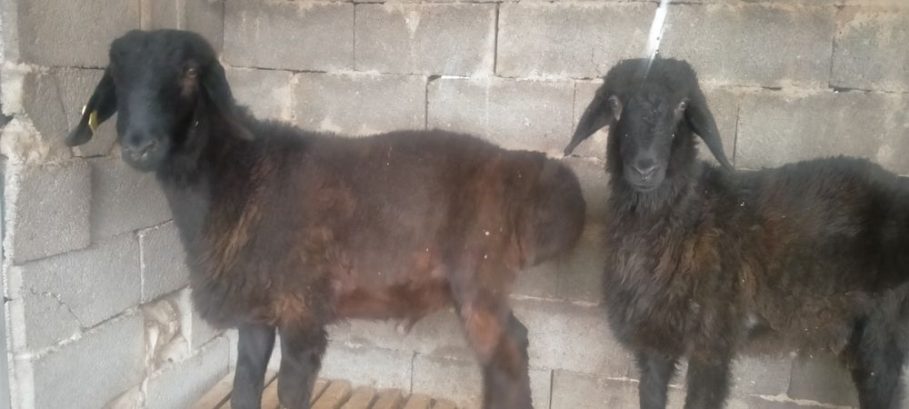 Қошқарлар бар срочно