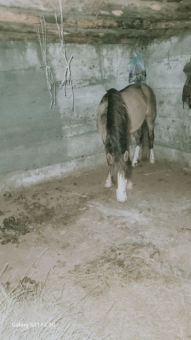 Айғыр сатылады үйір ұстайтын