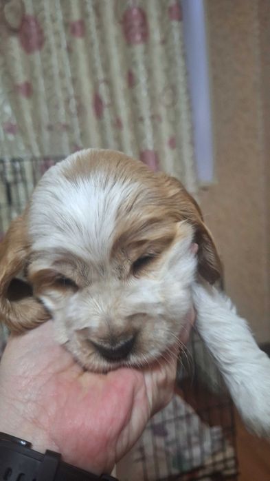 Продаются щенки спаниеля