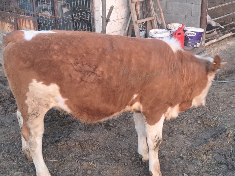 Vând juninci bune de prăsâlă!!! Detalii la telefon 0749920988