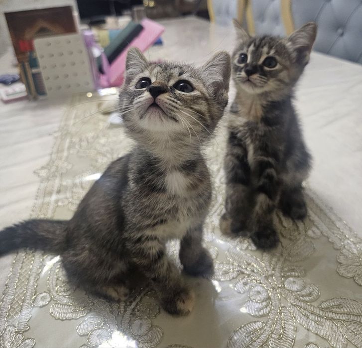 Кошки котят мушук