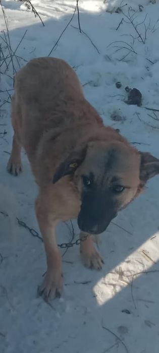 Мила ищет себе хозяина