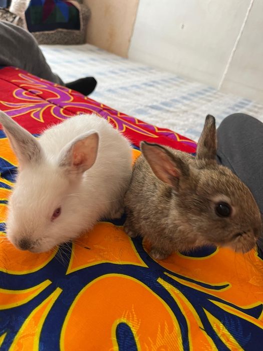 Продам кроликов возраст 1 месяц цена 2000т.