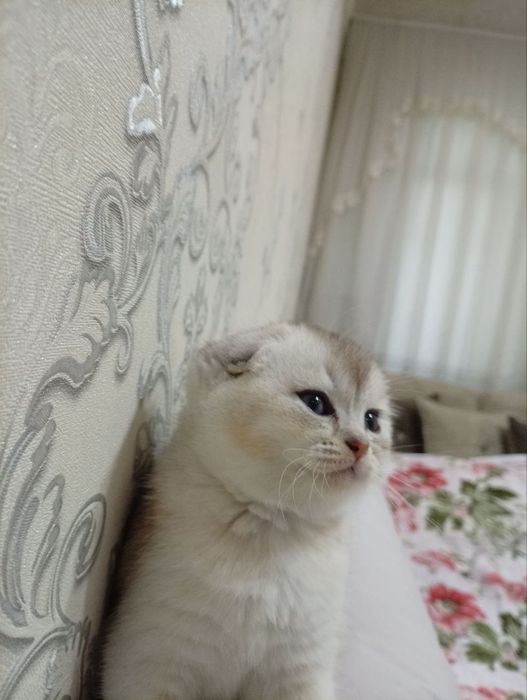 Вислоухая шиншилла