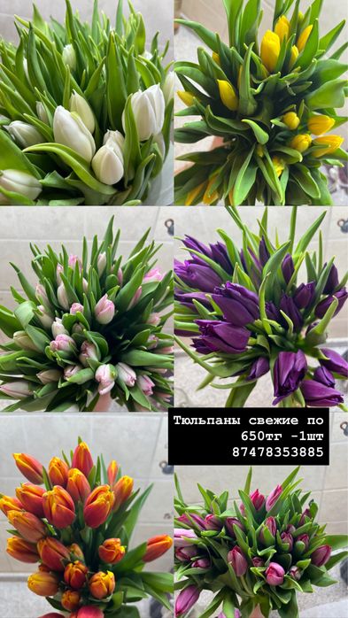 Тюльпан по 650тг шт