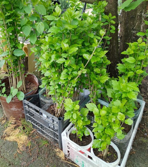 Hibiscus Syriacus- Trandafir de gradina