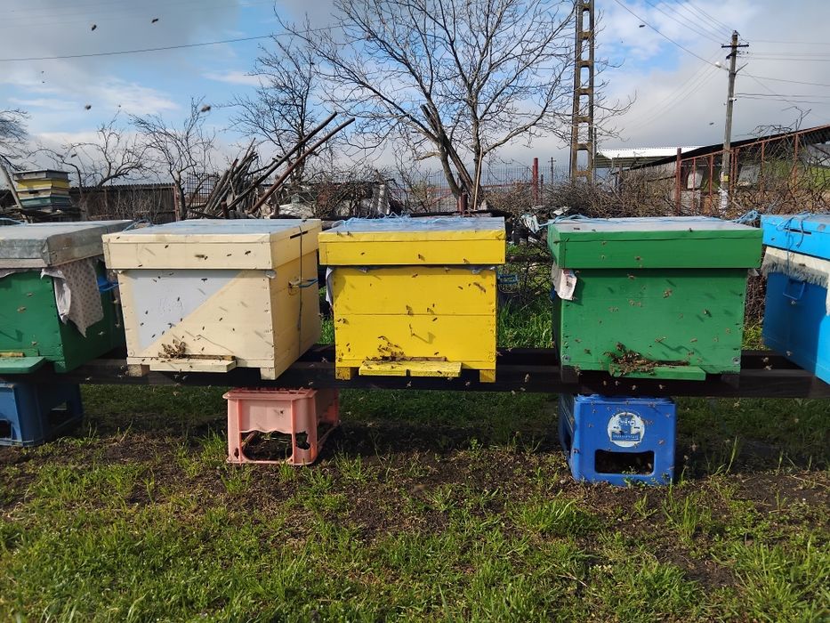 Ofer spre vânzare 3 familii  de albine