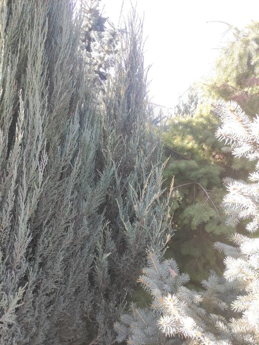 Продам можжевельник казацкий