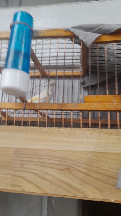 Kanareyka 600mingdan kelishtriladi