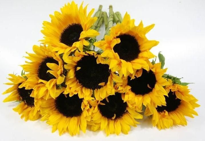 Диспенсер для воды Almacom