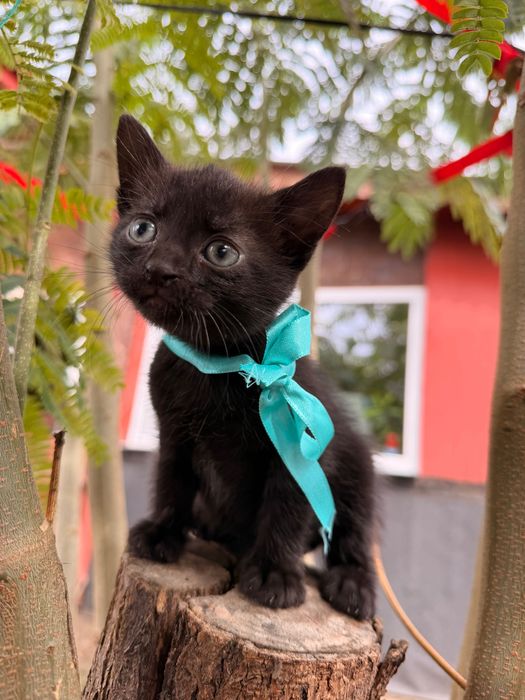 Pisici adorabili spre adopție