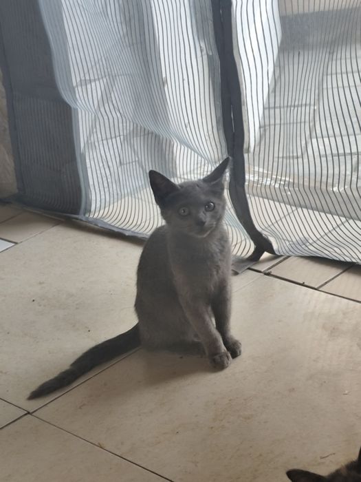 Котята мышеловы бесплатно