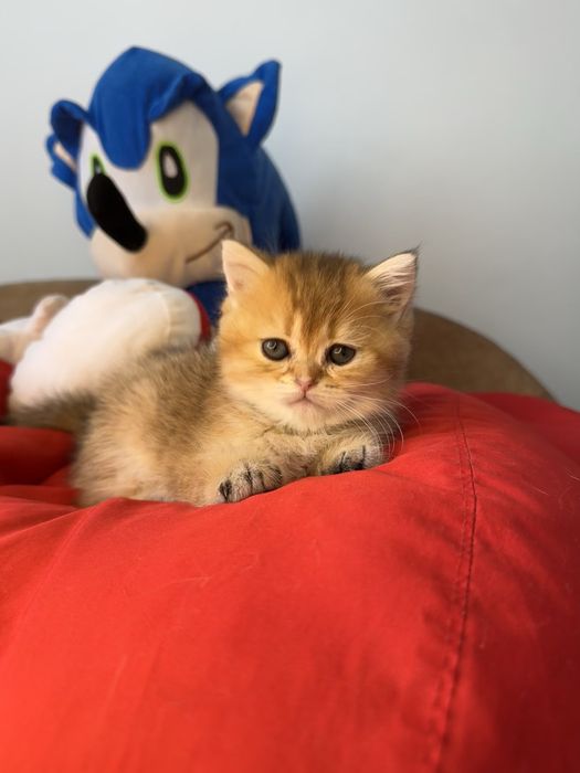 Золотинки с полным пакетом документов