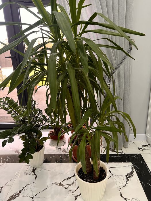 Цветы Юка высота 1.60