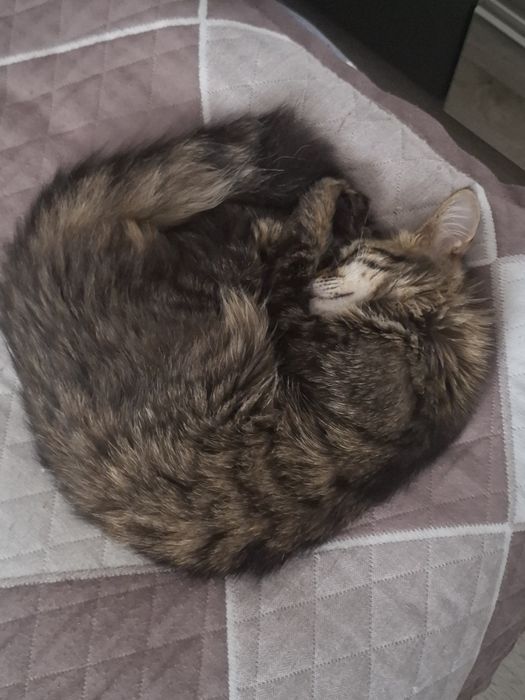 Отдам кошечку ( Мию ) в добрые руки