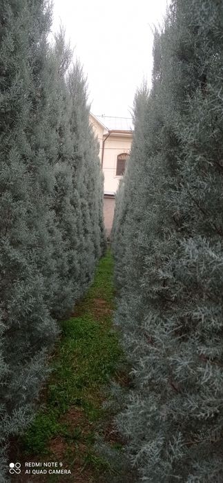 Arizoniskiy kiparis sotiladi oladiganla tel qila