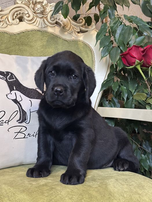 Щенки лабрадора, девочки, документы