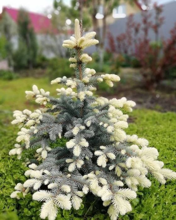 Богбон, Садовник. Тошкент шахри буйича хизмат