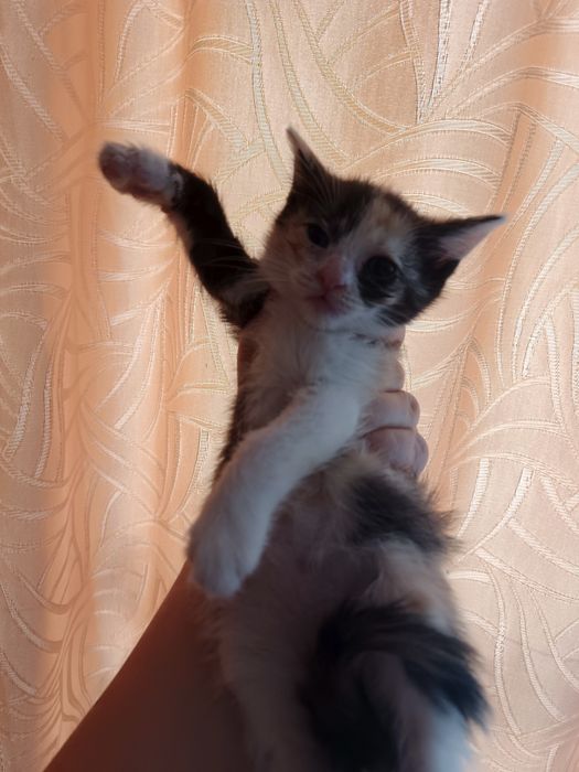 Отдам котят добрые руки !!!