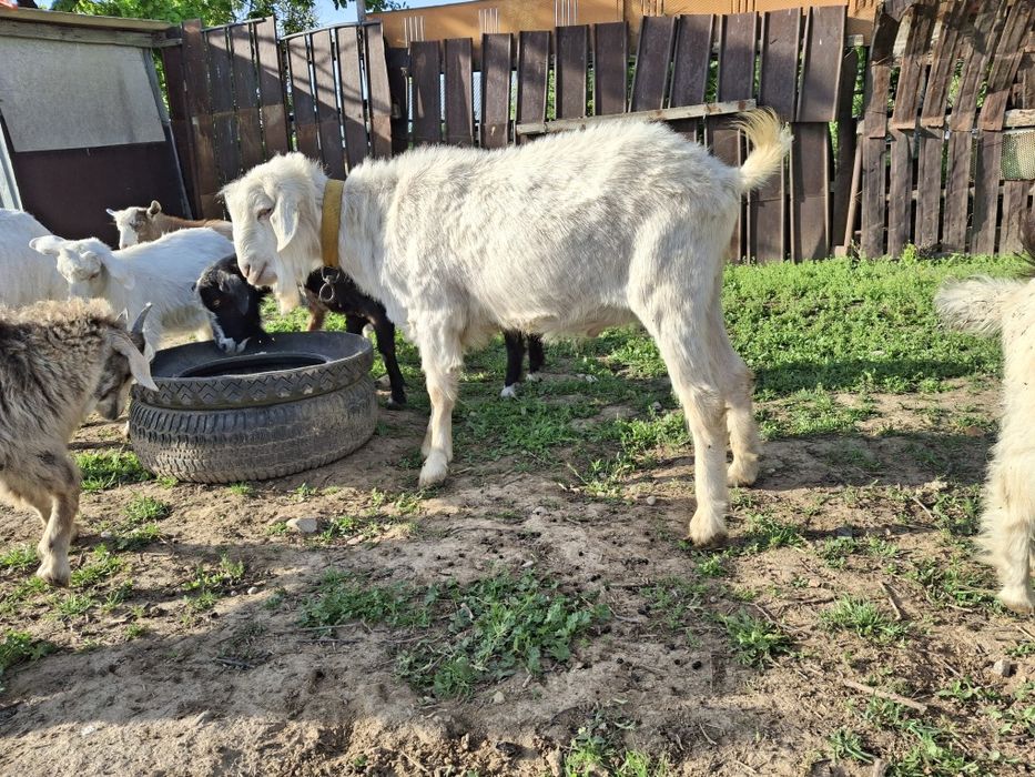 Животное на айт 1,5 год