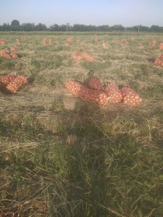 теназа навли пиёз сотилади