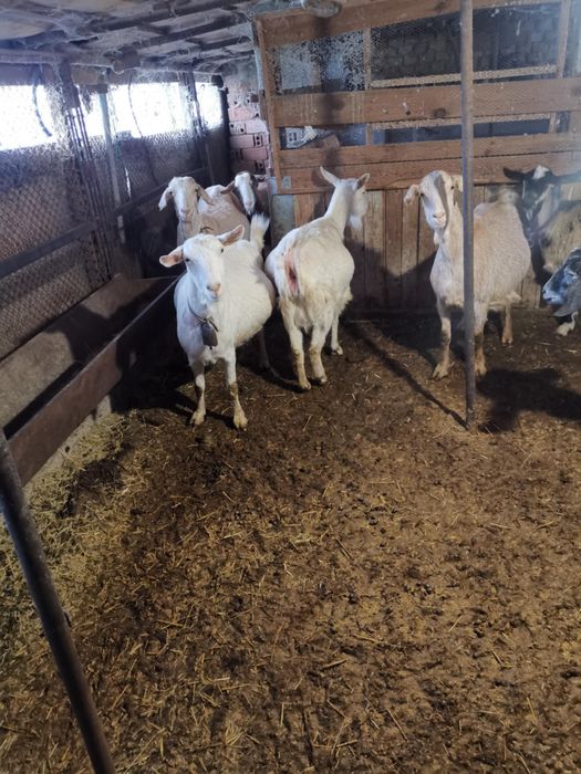 8 млади Кози Бяла слатина