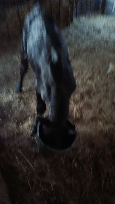 Продам трёх недельного теленка (бычка).