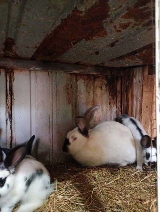 Vând iepurași Paste