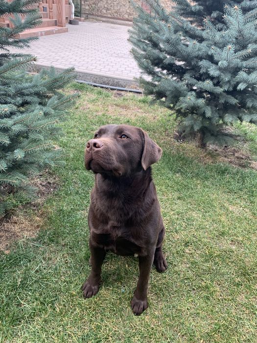 Вязка Лабрадор Ретривер кобель