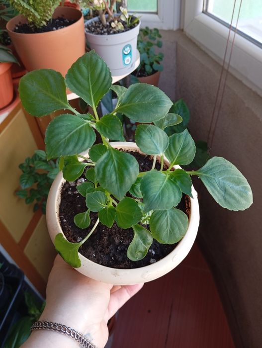 Продам комнатные растения