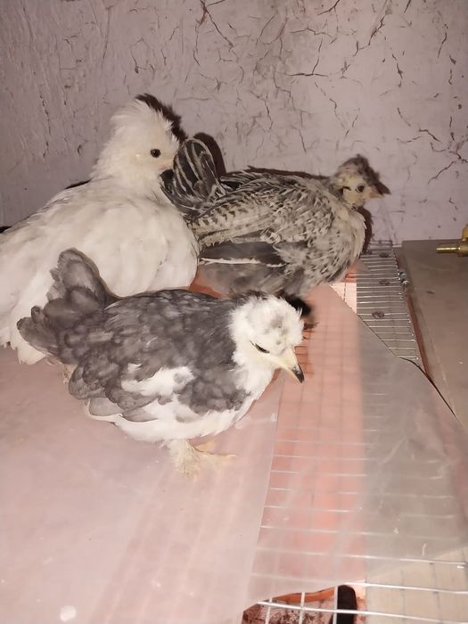 Продам цыплят карлик