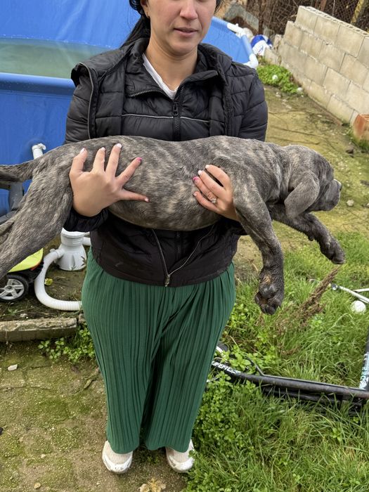 Страхотен подарък за Коледа тигровото момченце