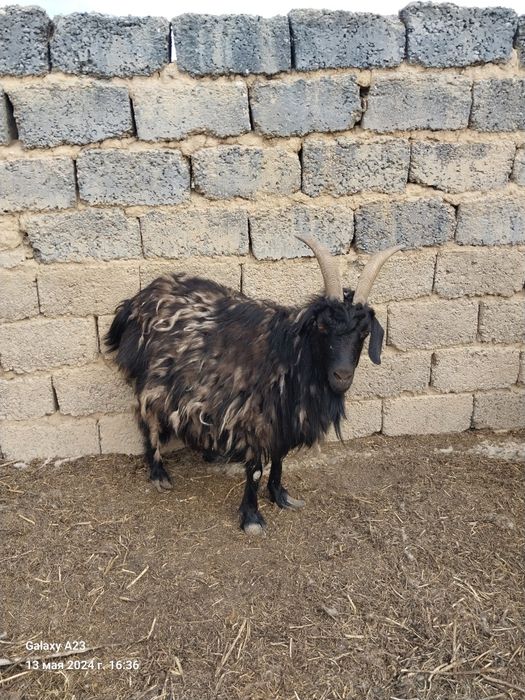 180000 опши сатылады